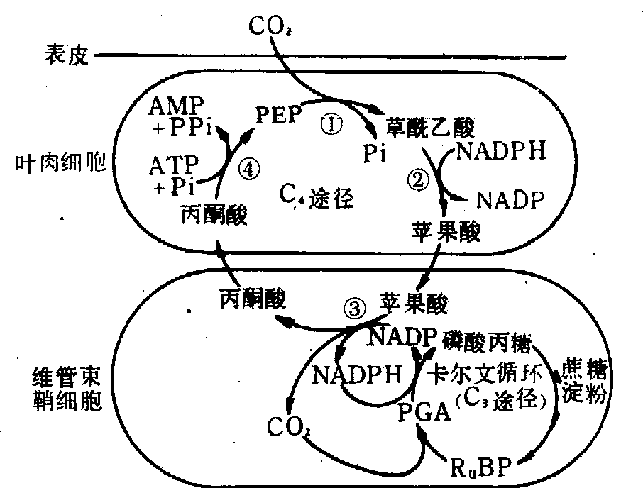 光合碳同化