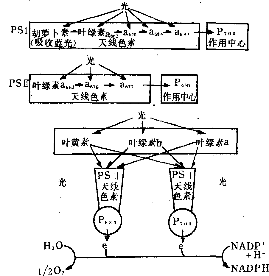 光合反应图解过程图片