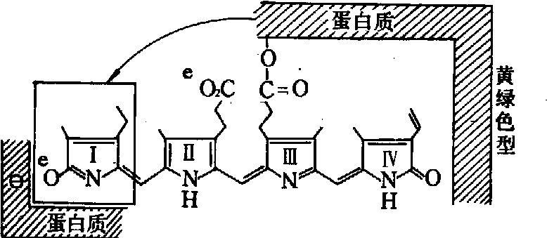 光敏色素