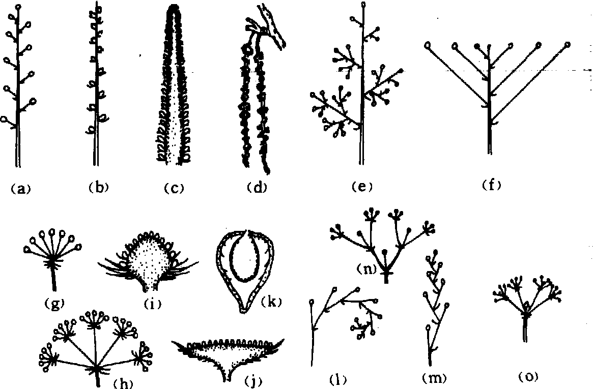 花序