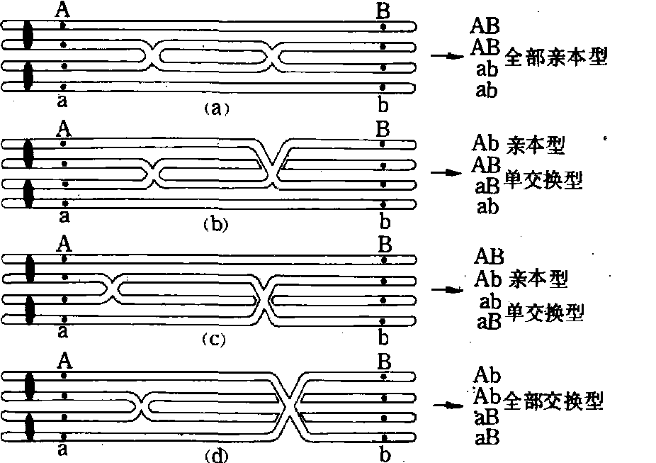 连锁互换图片