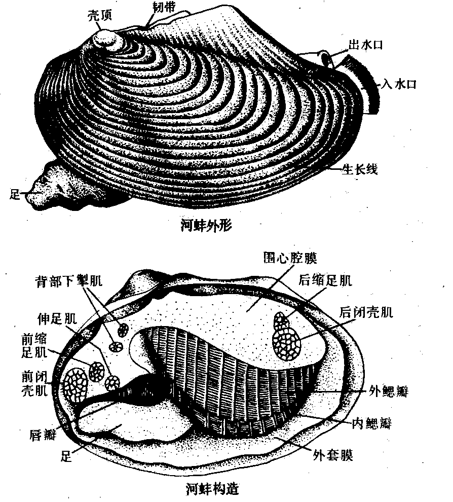 双壳纲