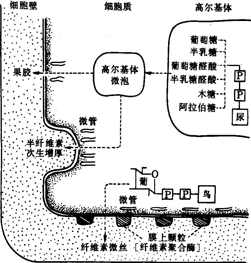 细胞壁