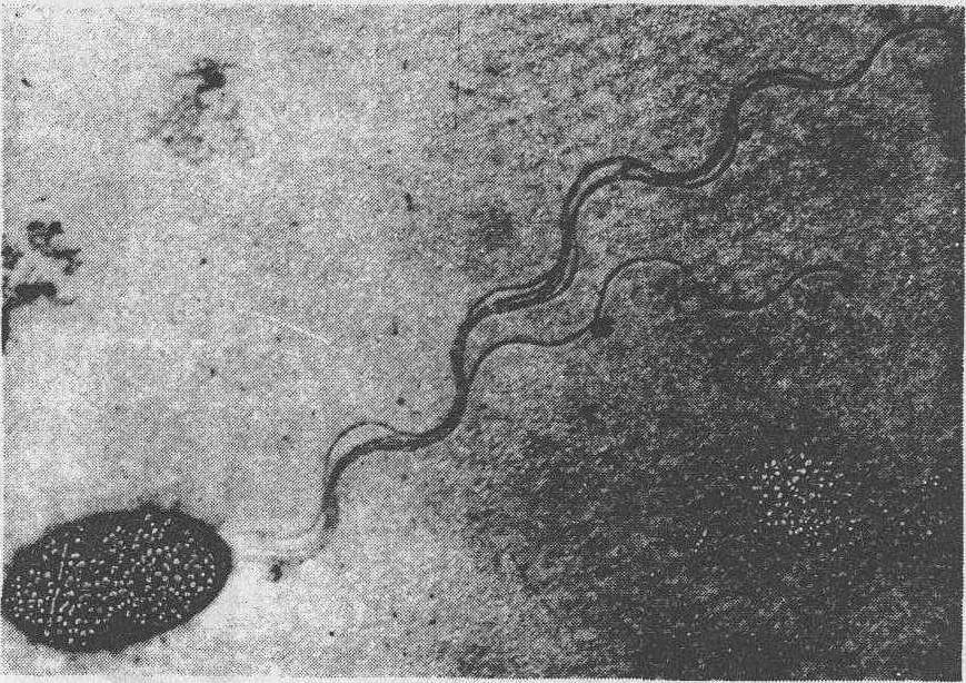 细菌鞭毛手绘图图片