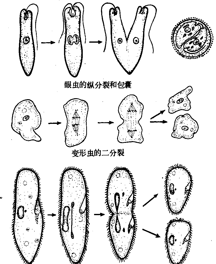 原生动物门