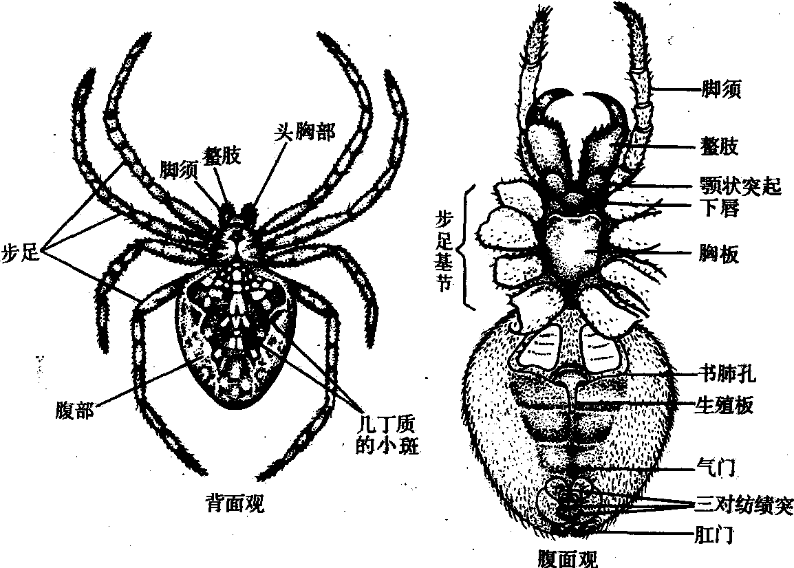 蛛形纲