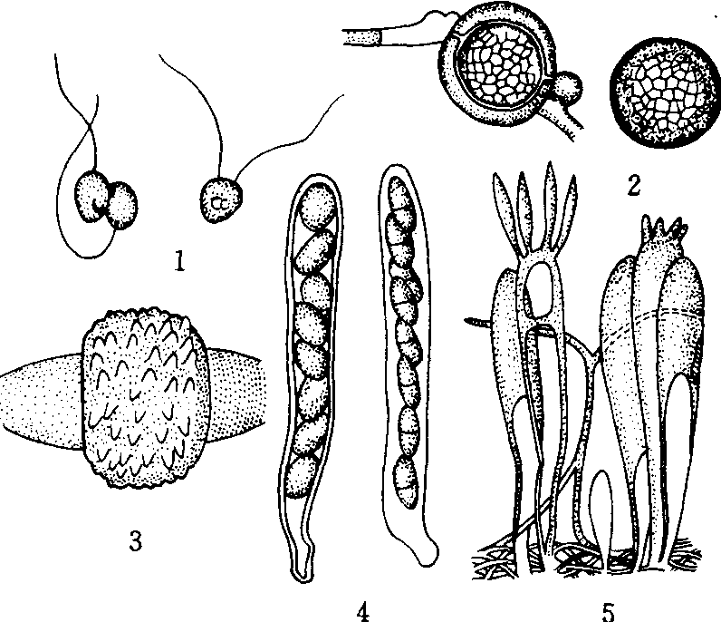 个同型或异型的配子囊或配子间的结合完成的,所产生的孢子称有性孢子