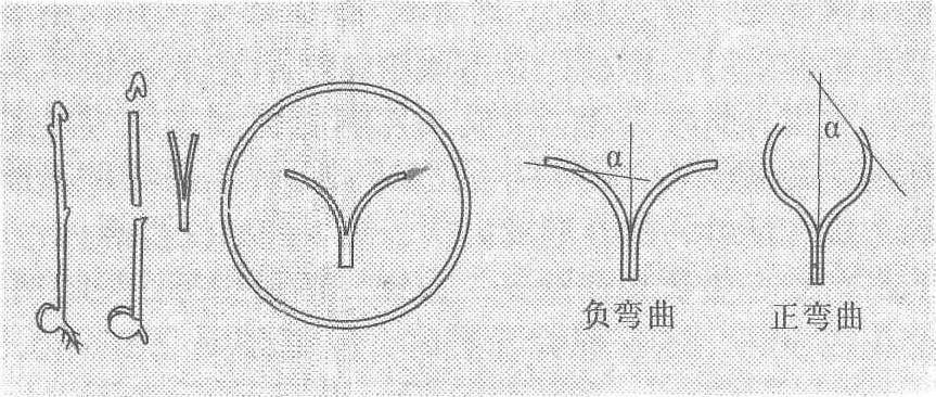 豌豆劈茎法