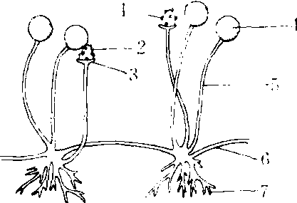 腐霉菌孢子囊梗图片