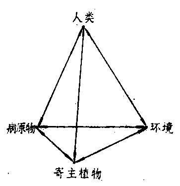 病害四面体图片