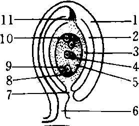 倒生胚珠结构图图片