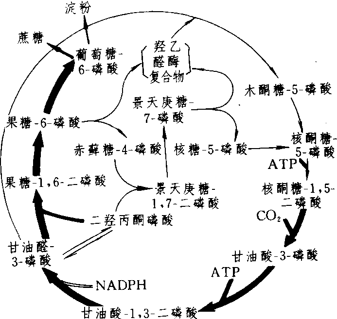 光合碳同化