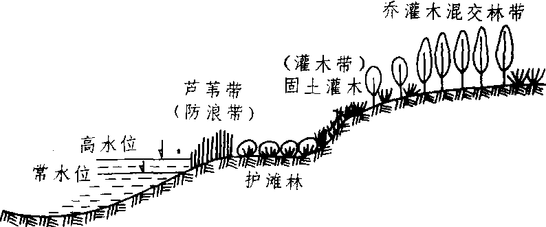 河岸防护林