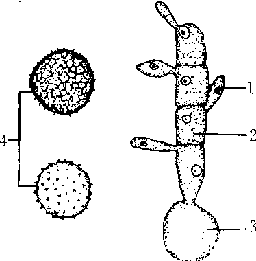 霜霉病孢子形态结构图图片