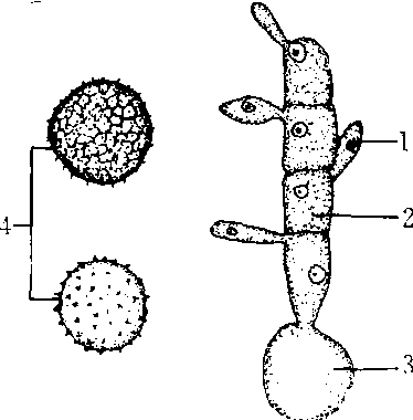 黑粉菌属