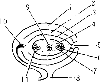 胚珠简笔画图片