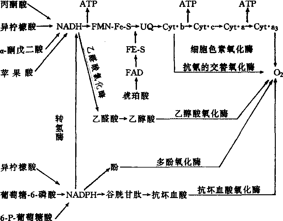 生物化学呼吸链的画图图片