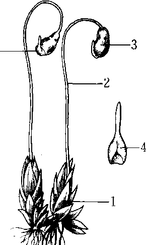 sibth,苔藓植物门,葫芦藓科