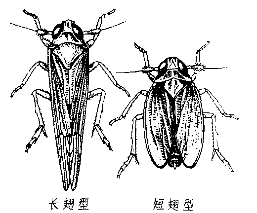 飞虱口器图片