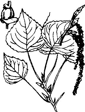 populus×canadensismoench,又称加拿大杨,加拿大白杨,美国大叶白杨