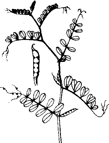 箭筈豌豆结构图图片
