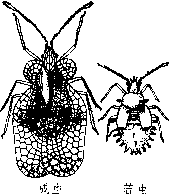 stephanitis(stephanitis)nashiesakiettakeya,又名梨花网蝽,军配虫