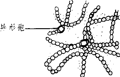 念珠藻的结构图图片