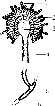 曲霉菌结构图片