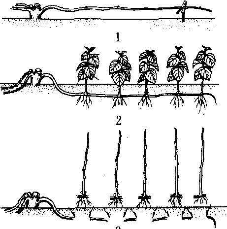 植物压条示意图图片