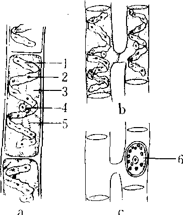 水绵营养体结构图图片