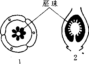 兰花的胎座类型图片