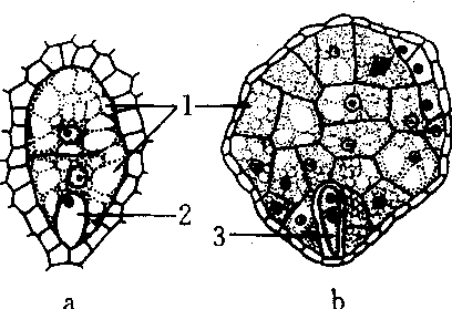 胚乳细胞图片图片