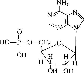 腺苷的结构示意图图片