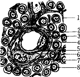 血胸屏障图片