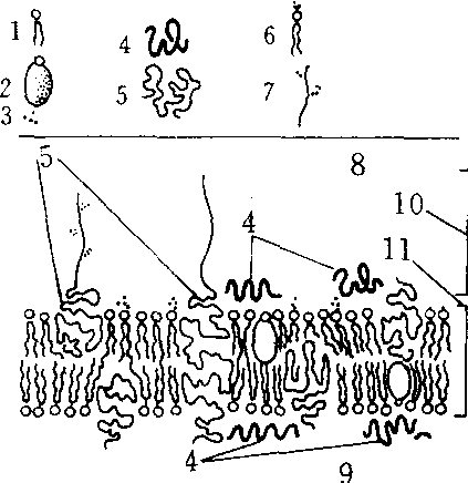 液态镶嵌模型