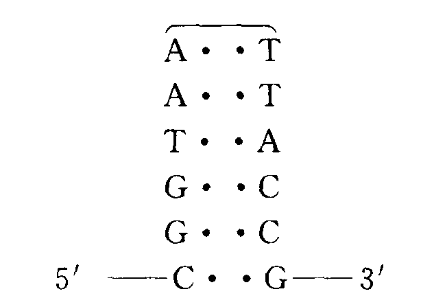发夹结构的碱基序列图片
