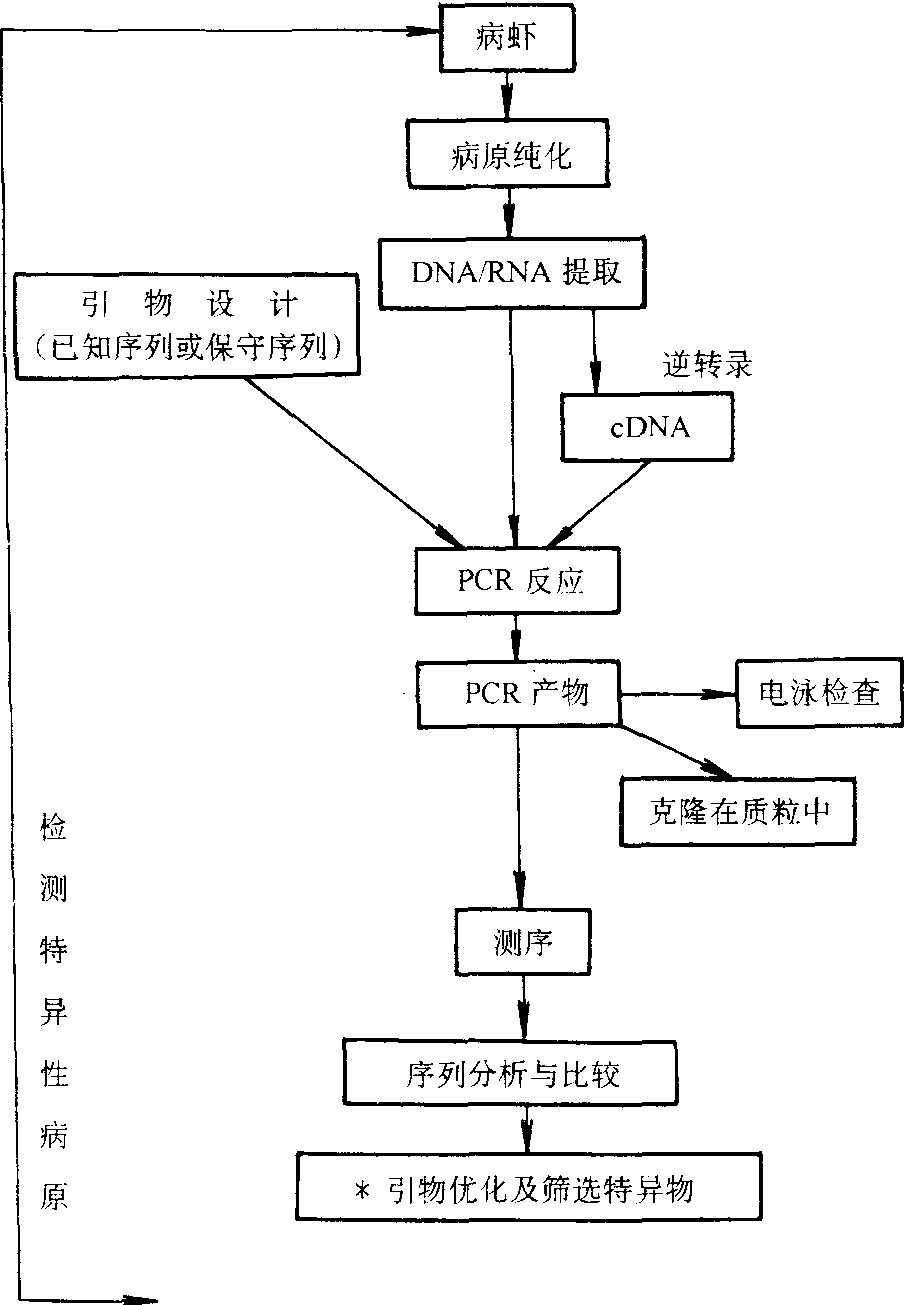 三、PCR技术