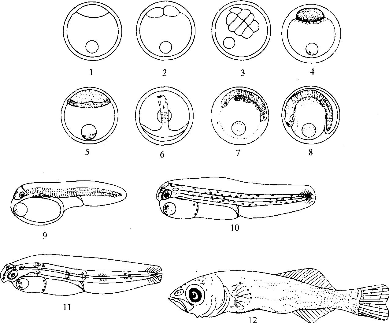 第二节 亲鱼、受精卵与早期发育