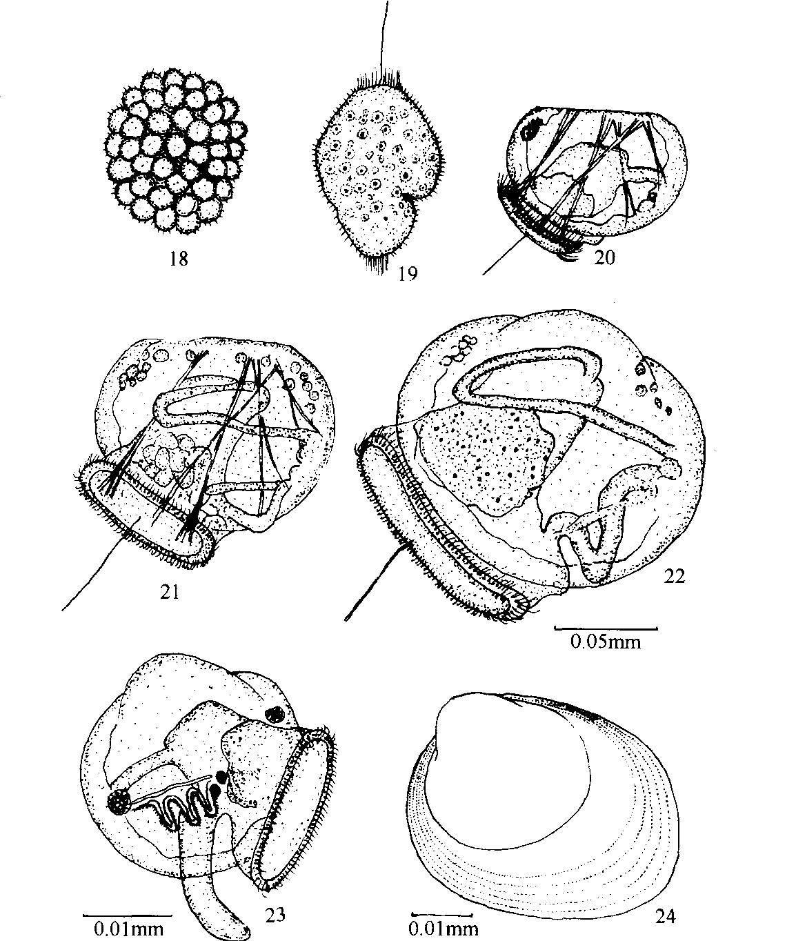 贻贝解剖图图片