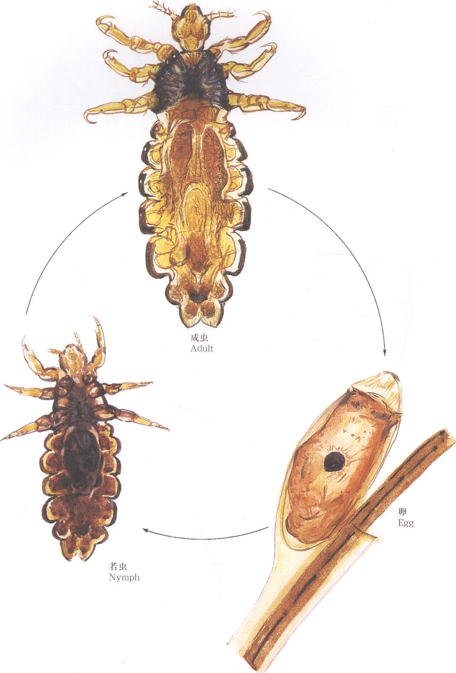 人虱生活史