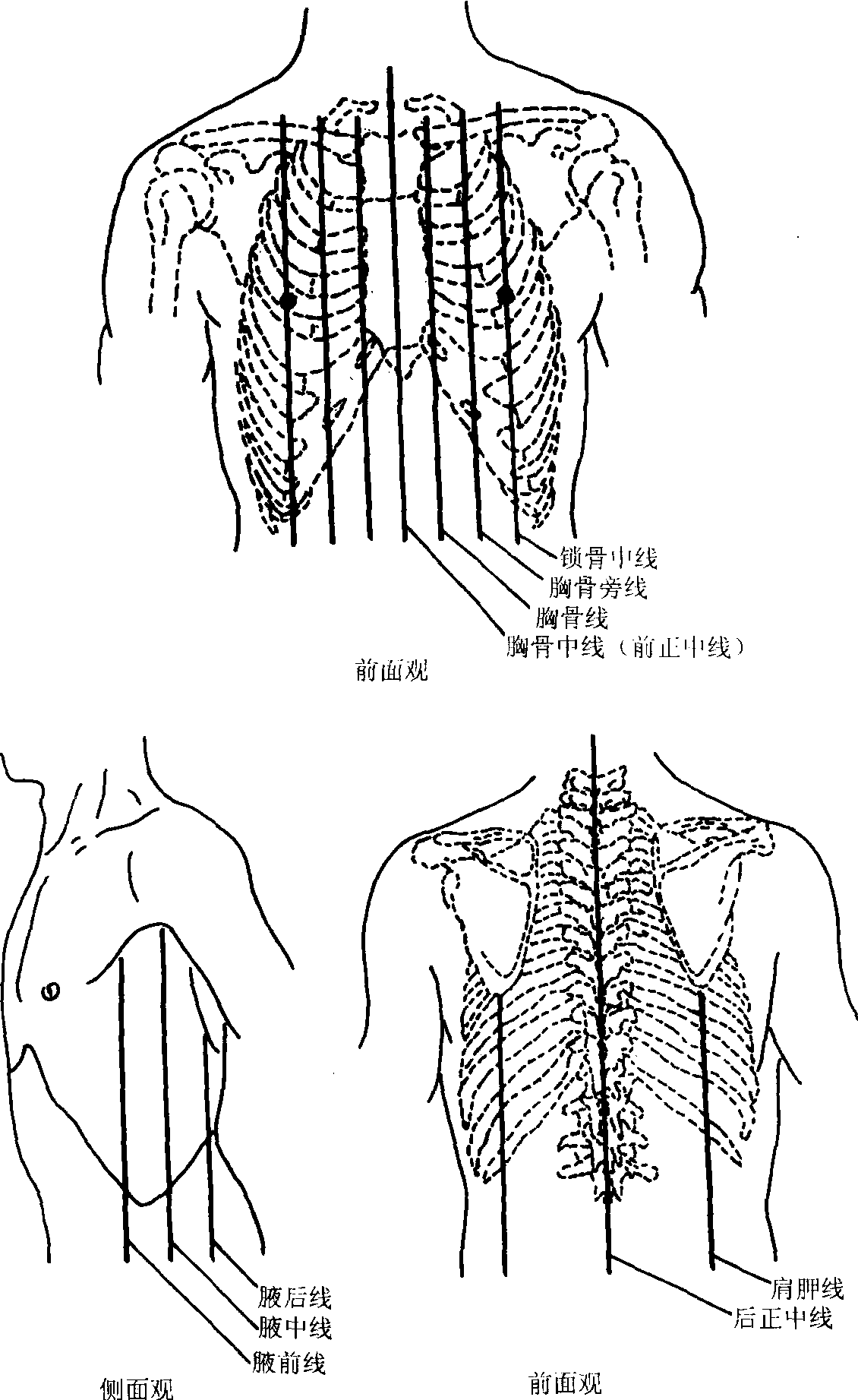 第三节 胸部体表标志与标志线