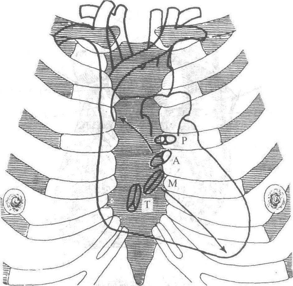 第五节 心脏的体表投影