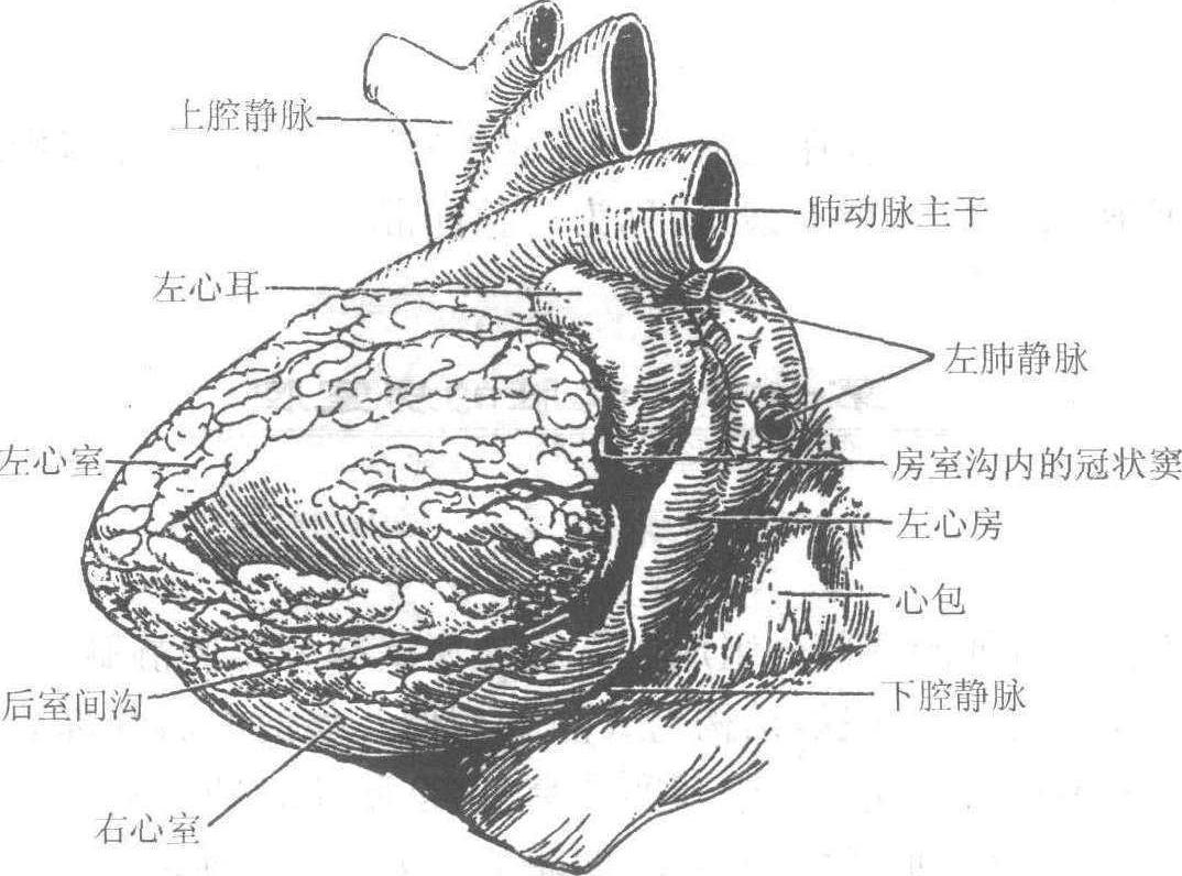 第六節(jié) 心臟的外形