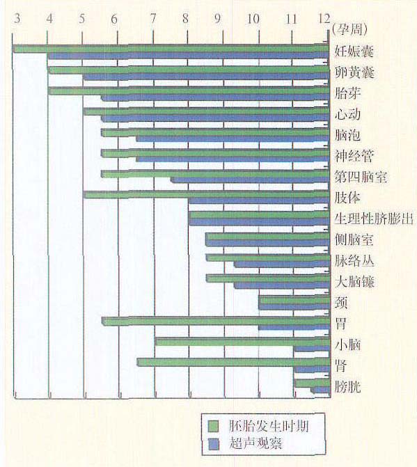第二節(jié) 早期妊娠各孕周胎芽胎兒發(fā)生過程及超聲成像特點(diǎn)
