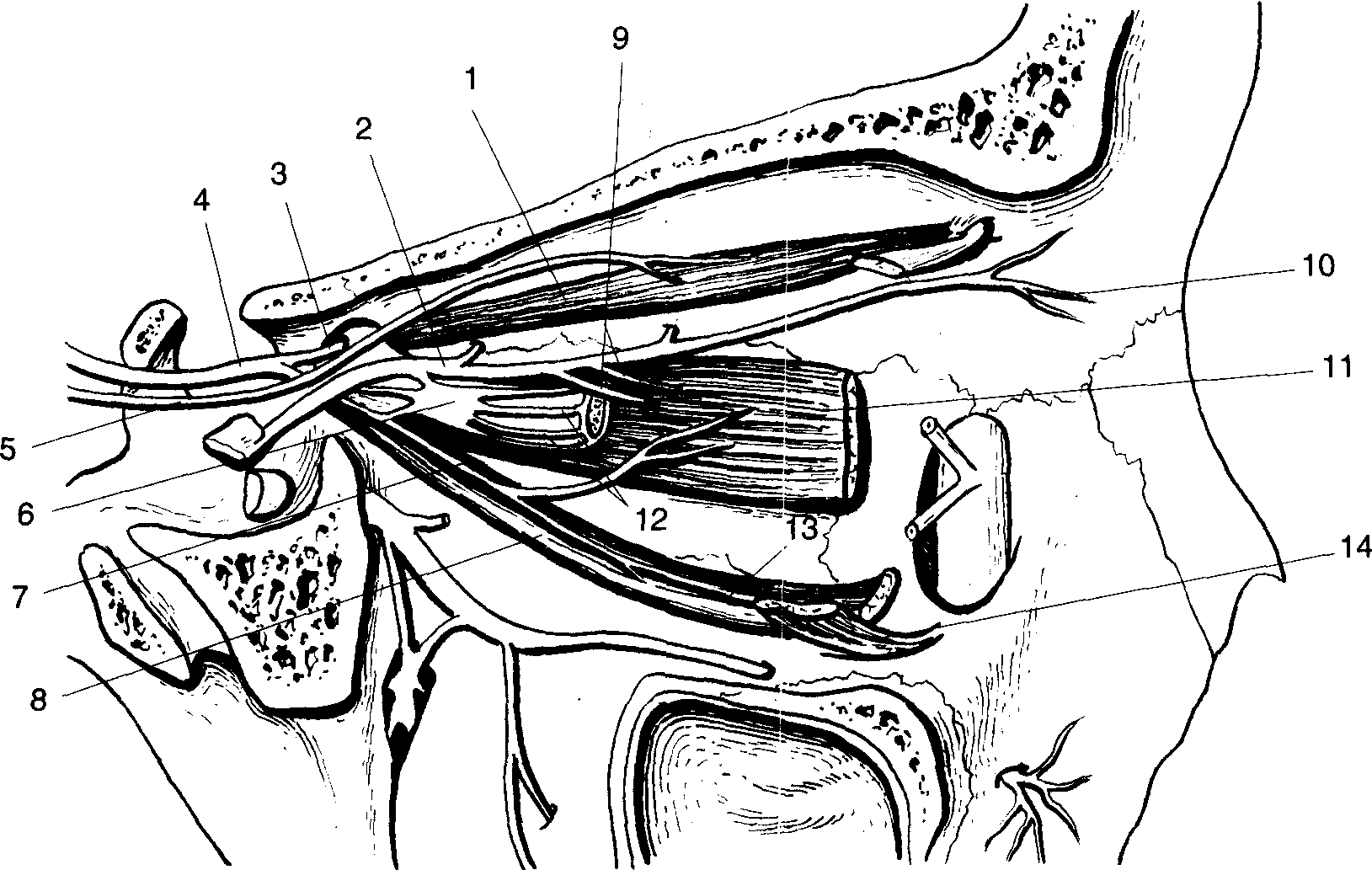 1.運(yùn)動(dòng)神經(jīng)