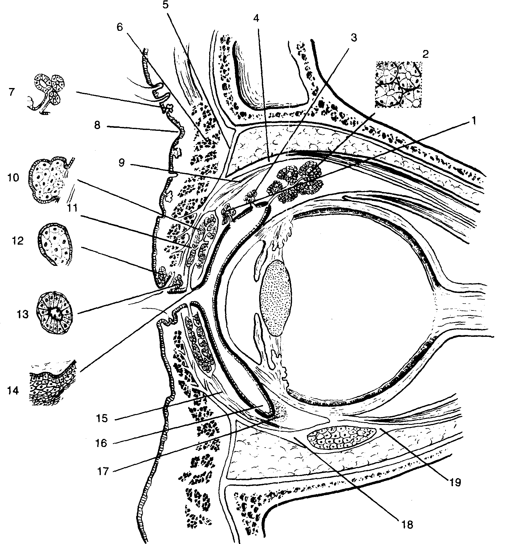 7.眼瞼腺體