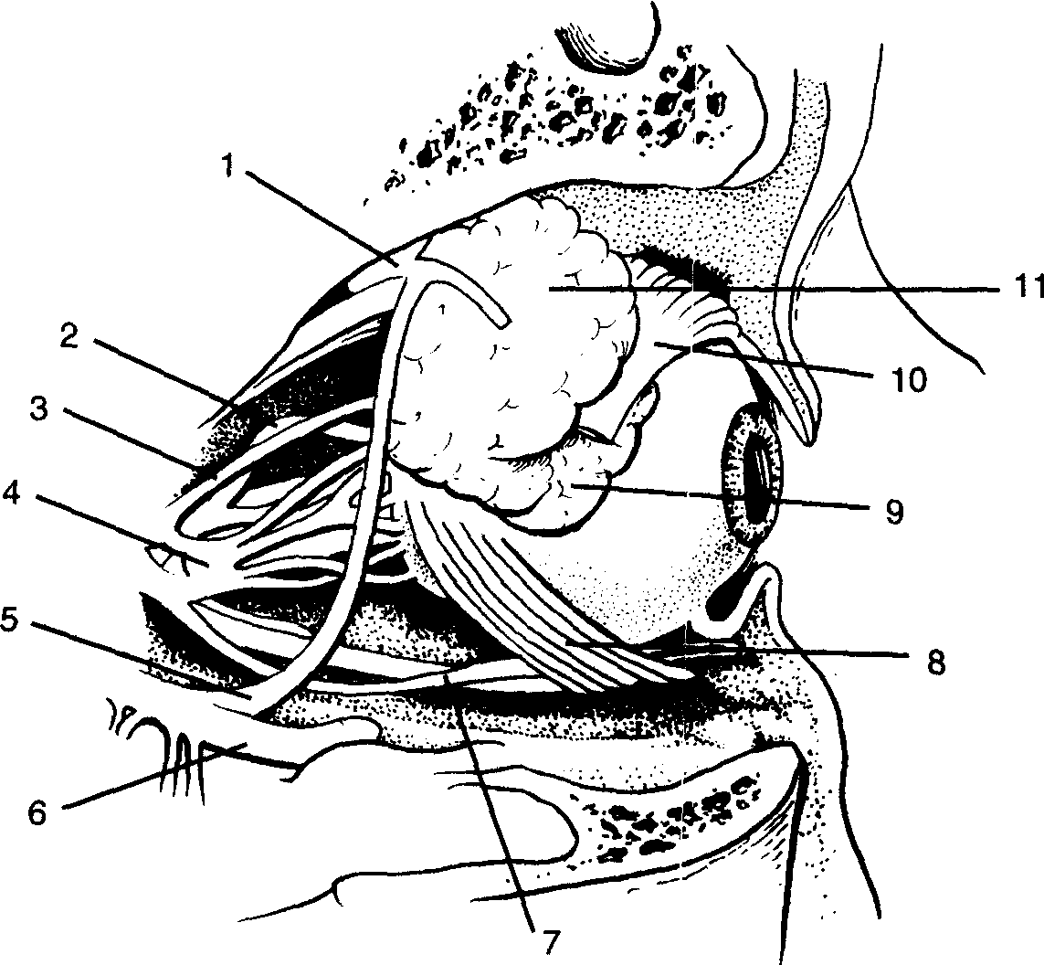 1.淚腺