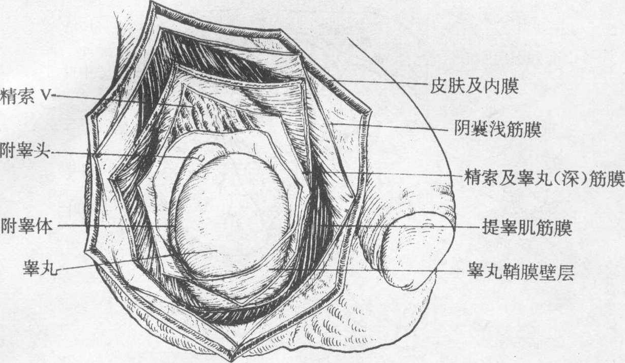 第七節(jié) 精囊、輸精管和精索
