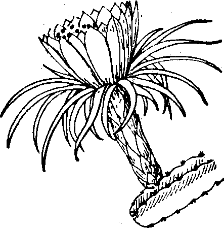 仙人掌科,量天尺属又称三棱箭或霸王花多浆植物