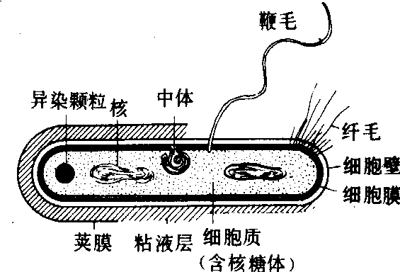 细菌生殖方式图片